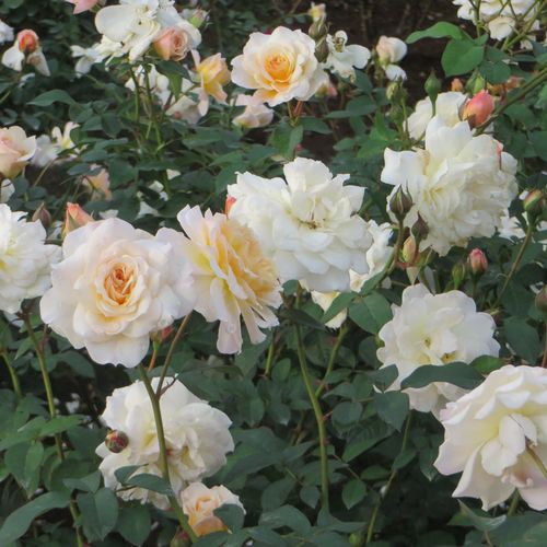 Blanco y en el interior amarillo - Árbol de Rosas Floribunda - rosal de pie alto- forma de corona tupida